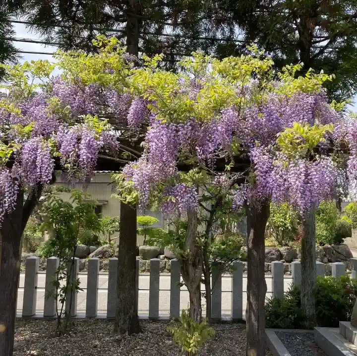 總社 和田八幡宮の自然