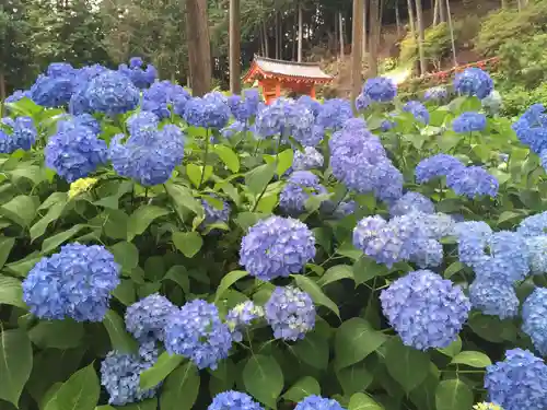 三室戸寺の自然