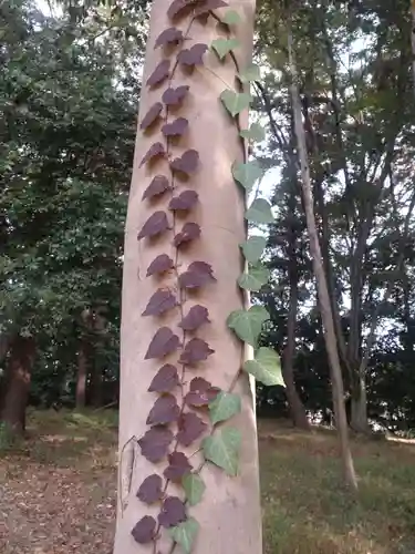 鹿嶋神社の自然