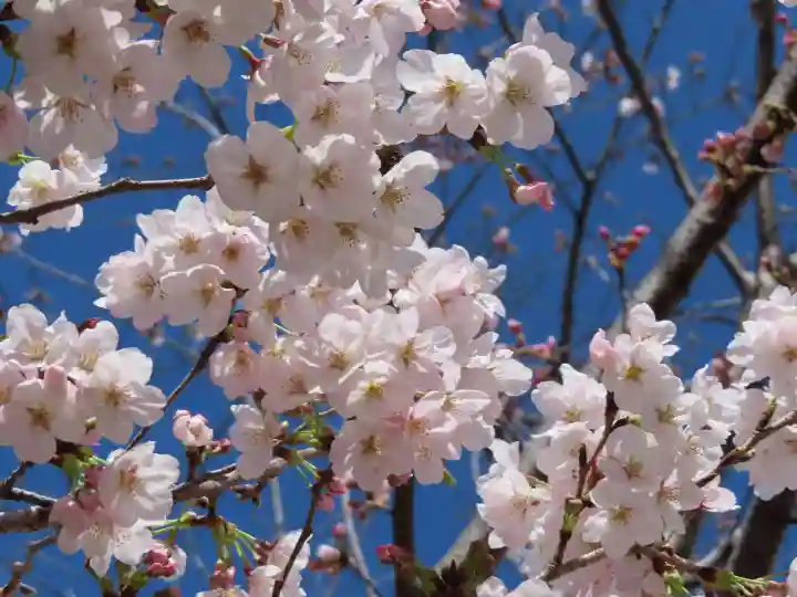 三輪神社の自然