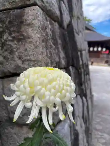 高幡不動尊　金剛寺(東京都)