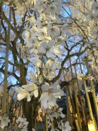 足羽神社の自然