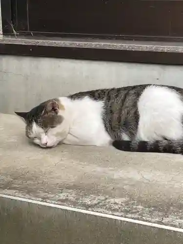 山梨縣護國神社の動物