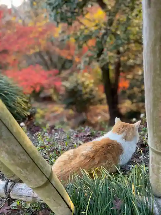 唐澤山神社の動物