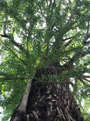 田無神社の自然
