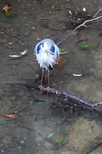 伏見稲荷大社の動物