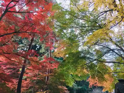 中尊寺の自然