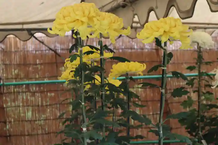 高麗神社のその他建物