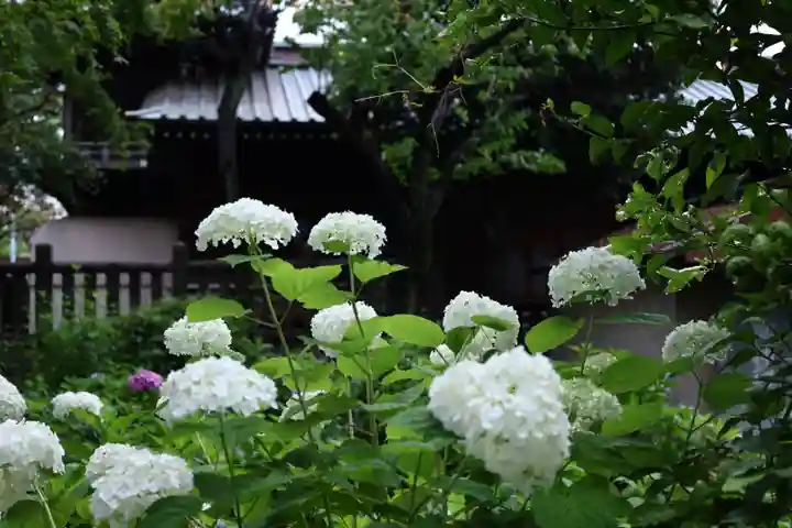 白山神社(東京都)