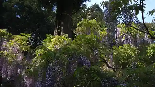 歌泉堂（春日大社神苑萬葉植物園内鎮座）(奈良県)