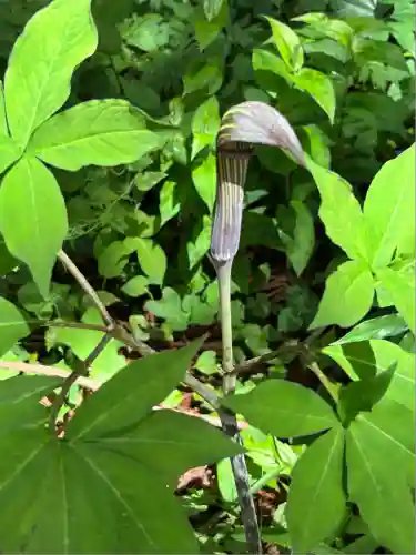 岩戸別神社(栃木県)