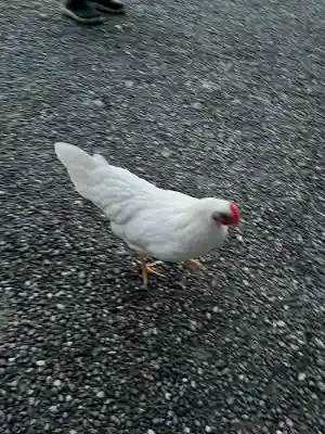 伊勢神宮外宮（豊受大神宮）の{uncategorized: "未分類", other: "その他", undefined: "問題あり", building: "その他建物", grave: "お墓", sacred_gate: "鳥居", guardian: "狛犬", statue: "像", buddha: "仏像", history: "歴史", nature: "自然", garden: "庭園", animal: "動物", pagoda: "塔", temizu: "手水舎", mountain_gate: "山門・神門", sanctuary: "本殿・本堂", subordinate: "末社・摂社", art: "芸術", scenery: "景色", jizo: "地蔵", ema: "絵馬", goshuin: "御朱印", omikuji: "おみくじ", items: "授与品その他", amulet: "お守り", goshuincho: "御朱印帳", eats: "食事", festival: "お祭り", votive_dance: "神楽", shichigosan: "七五三参", wedding: "結婚式", experience: "体験その他", initially: "初詣", around: "周辺", anti_infection: "感染症対策"}