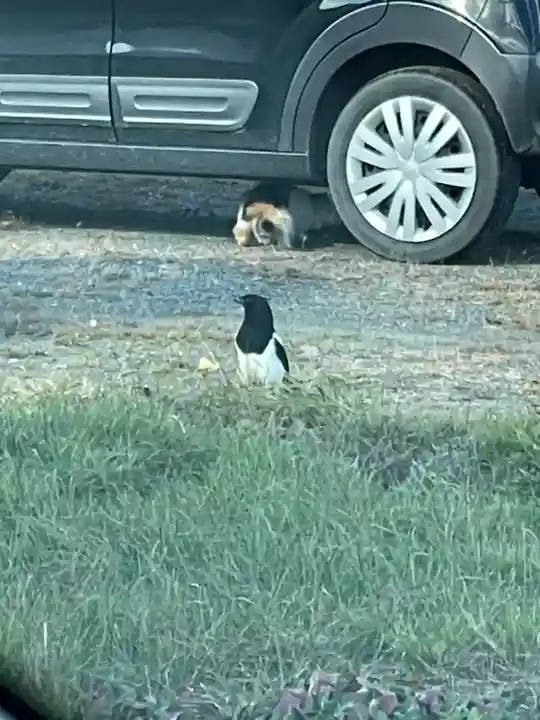 鵡川神社(北海道)