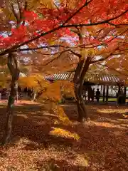 東福禅寺（東福寺）の自然