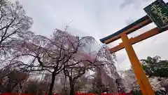 平野神社(京都府)