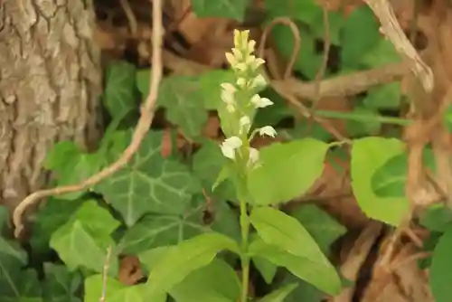 滑川神社 - 仕事と子どもの守り神の自然