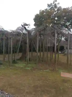 最頂院妙安寺(茨城県)