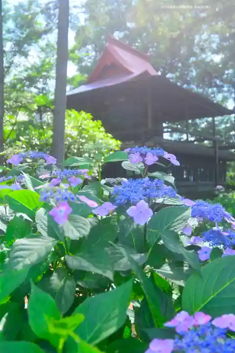 指扇氷川神社(埼玉県)