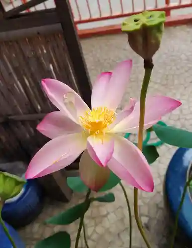 福寿観音(東京都)