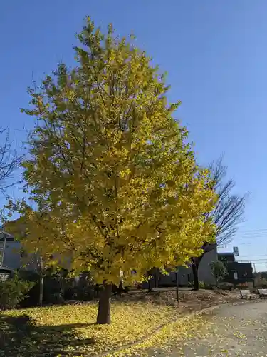 富岡八幡宮の自然