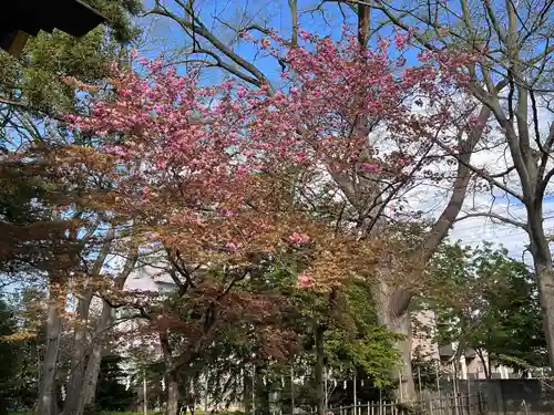 新琴似神社の自然