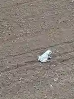 伏木香取神社の動物