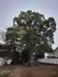 氷川神社の自然