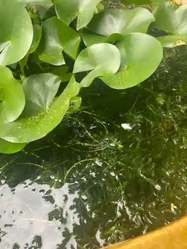 阿佐ヶ谷神明宮(東京都)