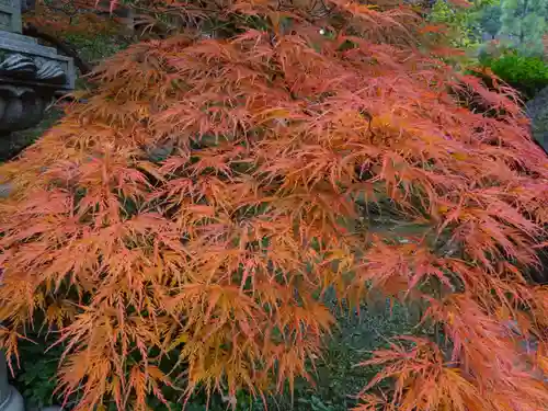 天台宗　長窪山　正覚寺の自然