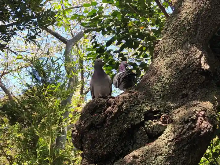 沖野八幡神社の{uncategorized: "未分類", other: "その他", undefined: "問題あり", building: "その他建物", grave: "お墓", sacred_gate: "鳥居", guardian: "狛犬", statue: "像", buddha: "仏像", history: "歴史", nature: "自然", garden: "庭園", animal: "動物", pagoda: "塔", temizu: "手水舎", mountain_gate: "山門・神門", sanctuary: "本殿・本堂", subordinate: "末社・摂社", art: "芸術", scenery: "景色", jizo: "地蔵", ema: "絵馬", goshuin: "御朱印", omikuji: "おみくじ", items: "授与品その他", amulet: "お守り", goshuincho: "御朱印帳", eats: "食事", festival: "お祭り", votive_dance: "神楽", shichigosan: "七五三参", wedding: "結婚式", experience: "体験その他", initially: "初詣", around: "周辺", anti_infection: "感染症対策"}