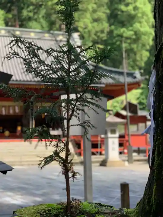 日光二荒山神社の自然