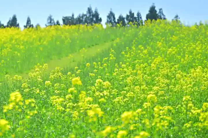 沢山神社(澤山神社)(新潟県)