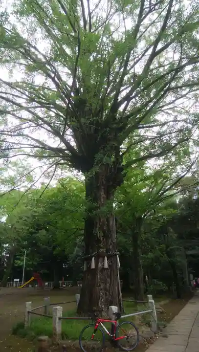 赤坂氷川神社の自然