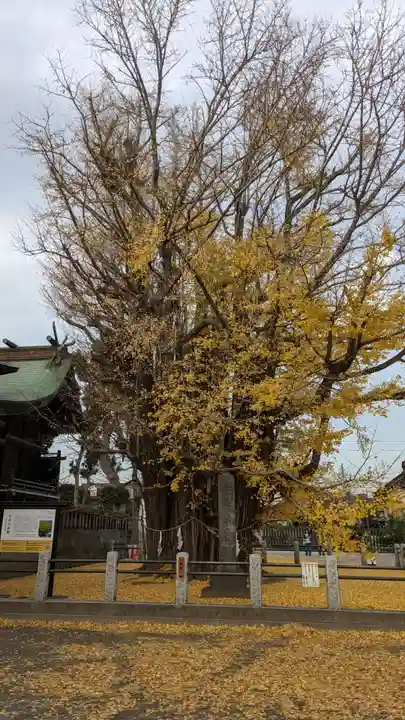 葛飾八幡宮(千葉県)