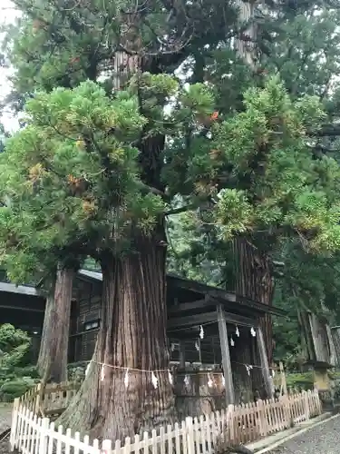 仁科神明宮の自然