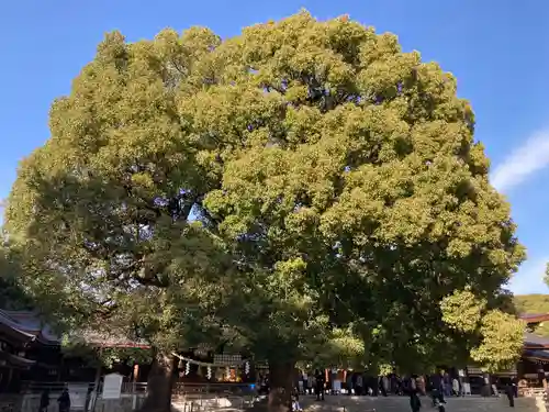 明治神宮の自然