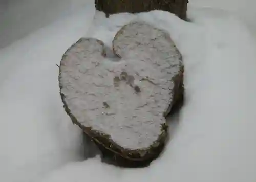 大谷地神社の自然