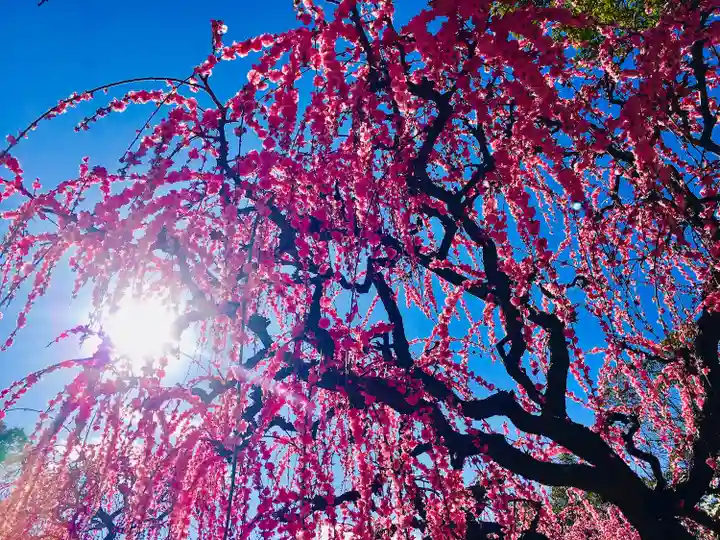 結城神社の自然