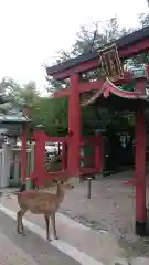 氷室神社の動物