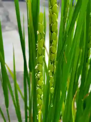 大鏑神社(福島県)