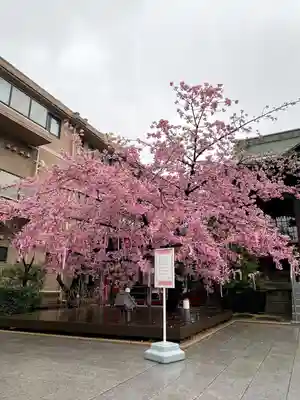 桜神宮(東京都)
