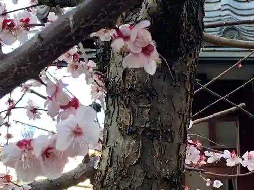 佐賀稲荷神社の自然