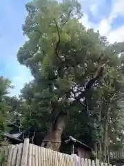 七所神社(愛知県)