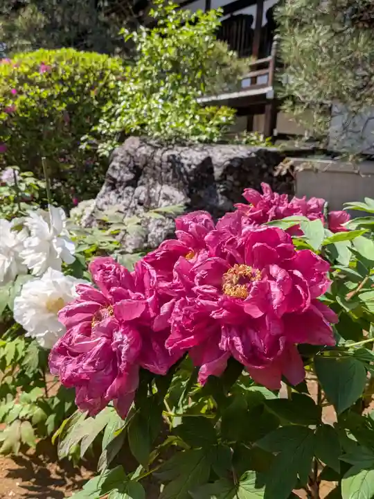 愛染院(東京都)