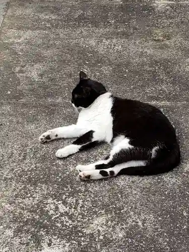 白金氷川神社の動物