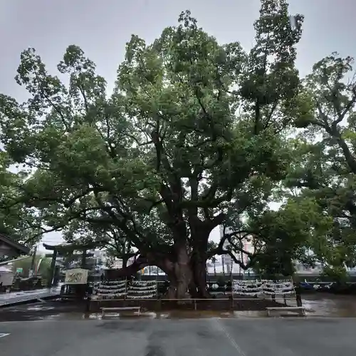 諫早神社（九州総守護  四面宮）の自然