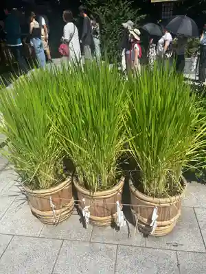 東京大神宮(東京都)