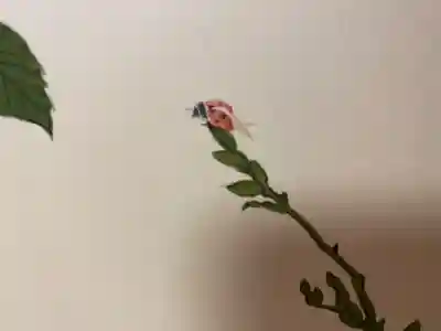 大雄院(京都府)