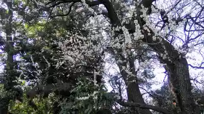 喜多見氷川神社の自然