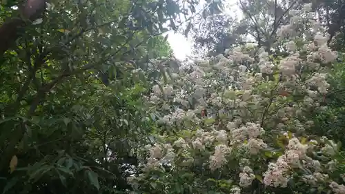 賀茂御祖神社（下鴨神社）の自然